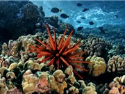 Âm thanh cho biết sức khỏe của rạn san hô